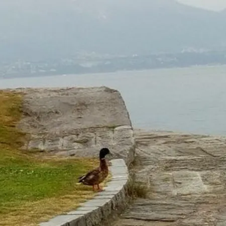 Hotel La Rondinella Cannero Riviera